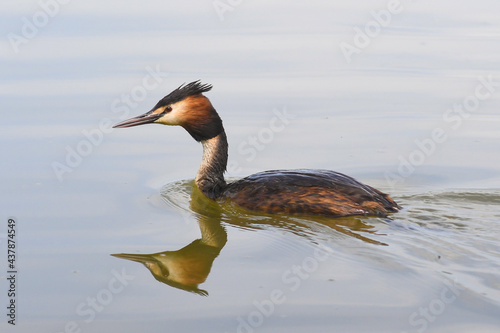 Svasso maggiore (Podiceps cristatus) ritratto nell'acqua che nuota photo