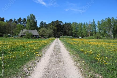 Huge fields of blooming dandelions on the outskirts of Jaunmarupe in Latvia on May 15  2021