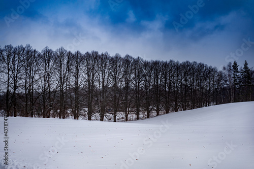Bilde på lerret Beautiful view of winter landscape with blue sky, black forest and white ground