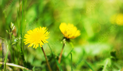 Summer background with yellow dandelion on green landscape with bokeh with sunlight  blur and soft focus