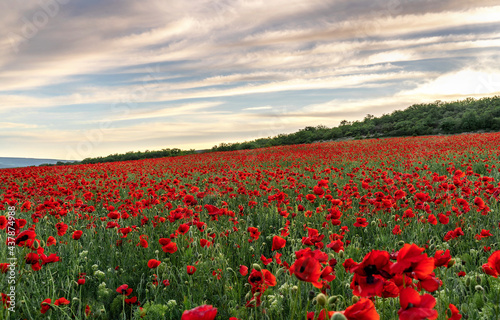 Poppy field at sunset with beautiful red flowers backlit by setting sun. Nature background. Beautiful summer landscape.
