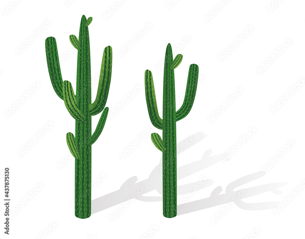 Large desert cactus. Vector illustration of plants on a white isolated background. Large desert cactus. Vector illustration of plants on a white isolated background.