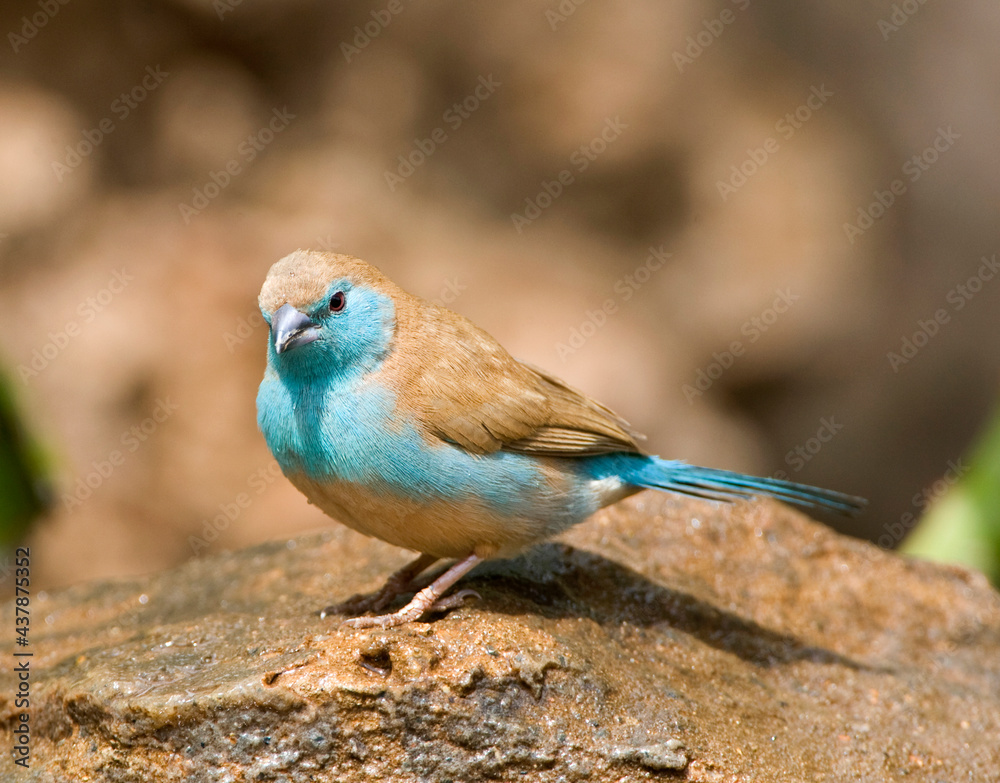 Angolees Blauwfazantje, Blue Waxbill, Uraeginthus angolensis Angolees Blauwfazantje, Blue Waxbill, Uraeginthus angolensis