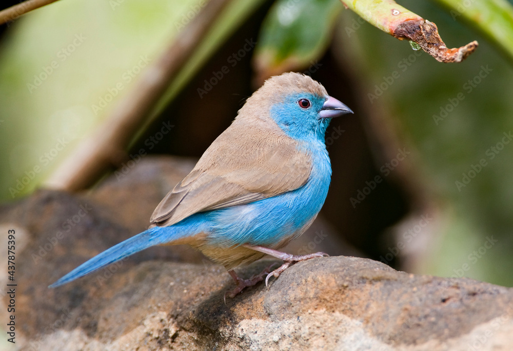 Angolees Blauwfazantje, Blue Waxbill, Uraeginthus angolensis Angolees Blauwfazantje, Blue Waxbill, Uraeginthus angolensis