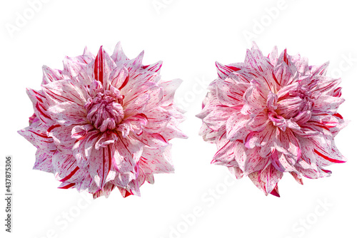 couple of pink dahlia isolated on white