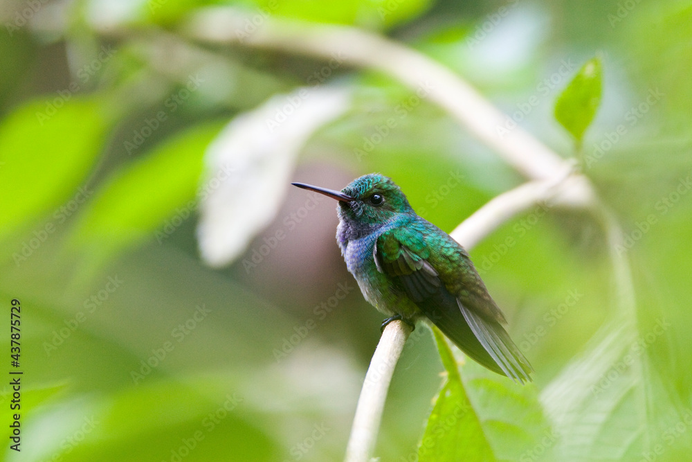 Fototapeta premium Blauwbuikamazilia, Blue-chested Hummingbird, Amazilia amabilis