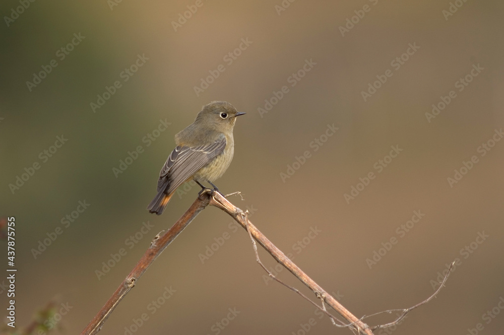 Blue-capped Redstart, Blauwkoproodstaart, Phoenicurus caeruleocephala Blue-capped Redstart, Blauwkoproodstaart, Phoenicurus caeruleocephala