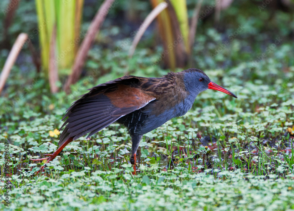 Naklejka premium Bogotáwaterral, Bogota Rail, Rallus semiplumbeus