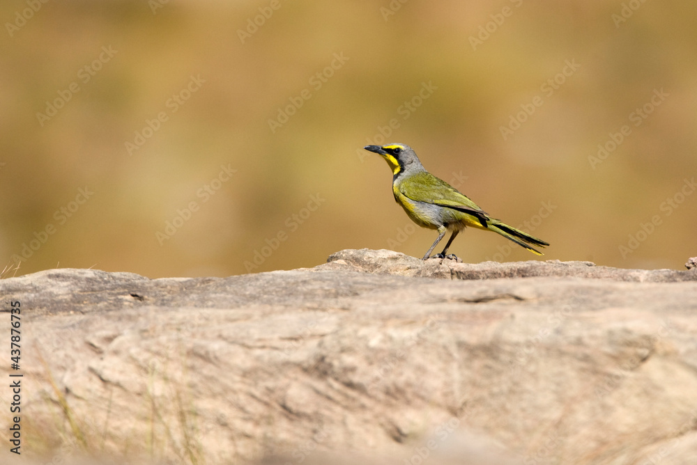 Fototapeta premium Bokmakierie-klauwier, Bokmakierie, Telophorus zeylonus