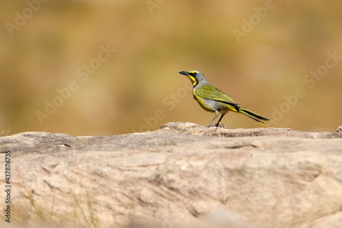 Bokmakierie-klauwier, Bokmakierie, Telophorus zeylonus photo