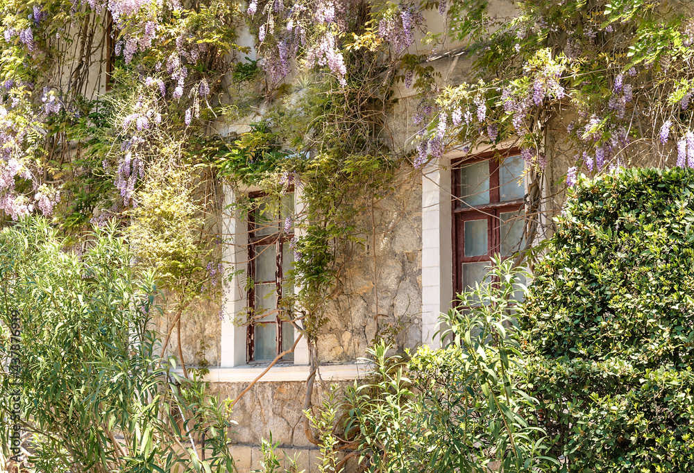 Windows of old mansion framed with blossoming purple wisteria flowers. Natural house facade decoration with wisteria flowers. Windows of old mansion framed with blossoming purple wisteria flowers. Natural house facade decoration with wisteria flowers.