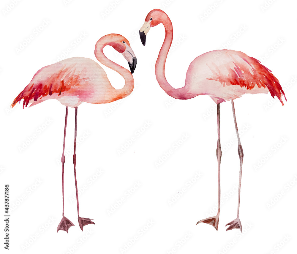 Obraz premium Watercolor two flirting pink flamingoes isolated illustration