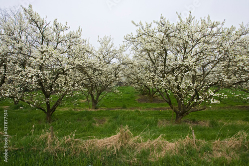 Fruitbomen; Orchards photo