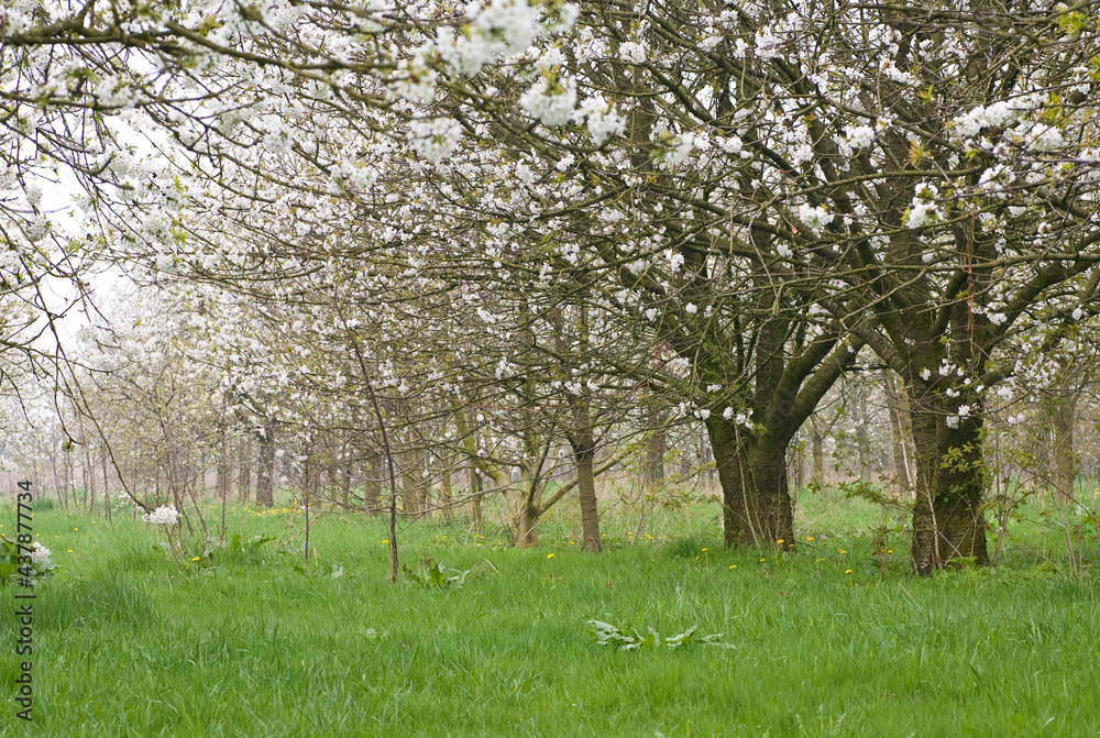Fruitbomen; Orchards Fruitbomen; Orchards
