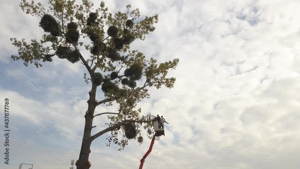 Two male service workers cutting down big tree branches with chainsaw ...