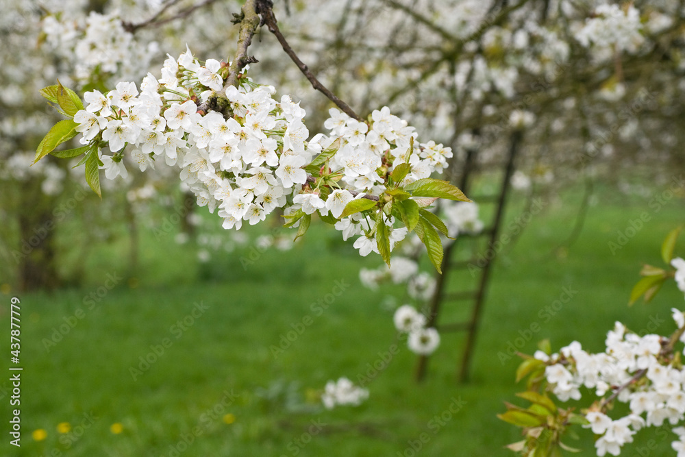 Fruitbomen; Orchards