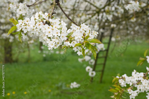 Obraz na płótnie Fruitbomen; Orchards w salonie