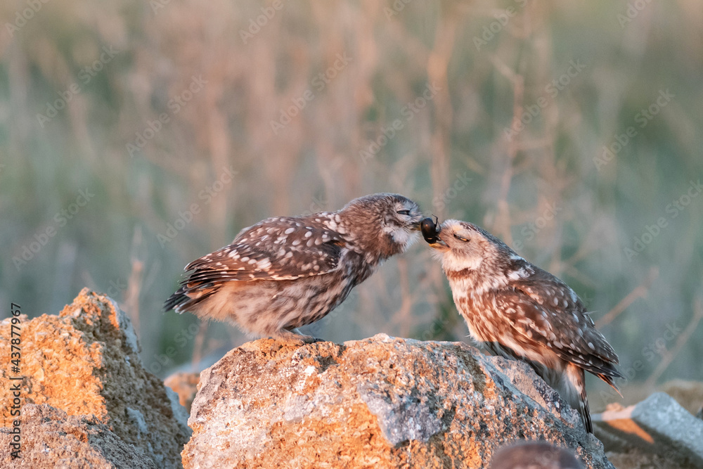 Little owl in natural habitat. Athene noctua. Owl feeds its owlet