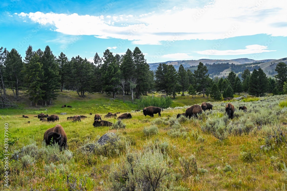 American Bison in the field of Yellowstone National Park, Wyoming