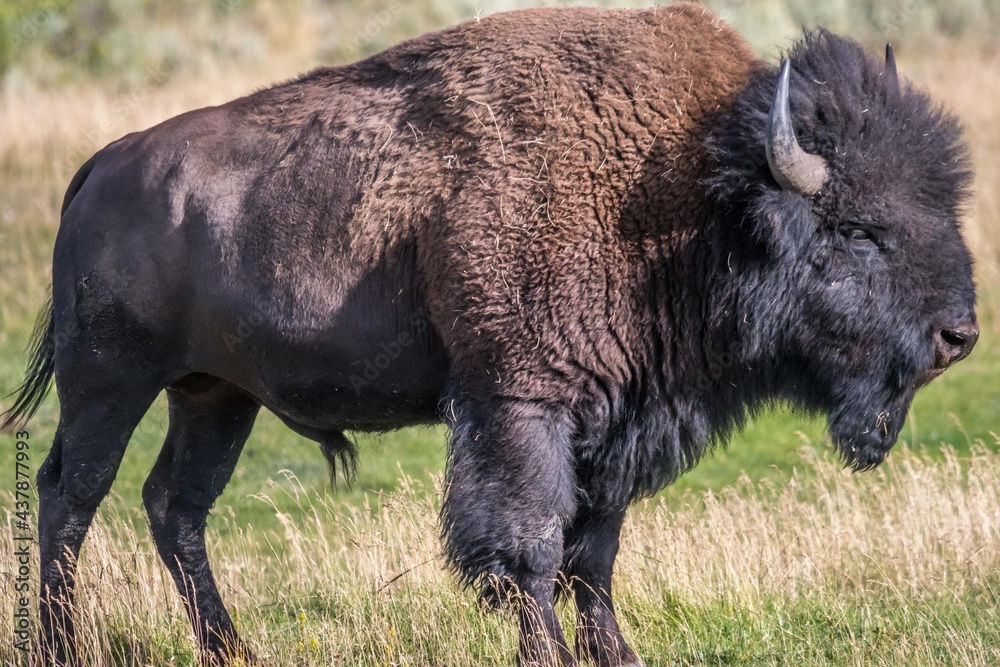 American Bison in the field of Yellowstone National Park, Wyoming American Bison in the field of Yellowstone National Park, Wyoming