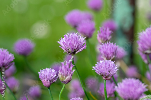 Allium schoenoprasum chives pink violet flowering plant, herbaceous perennial kitchen edible ingredient in bloom © Iva