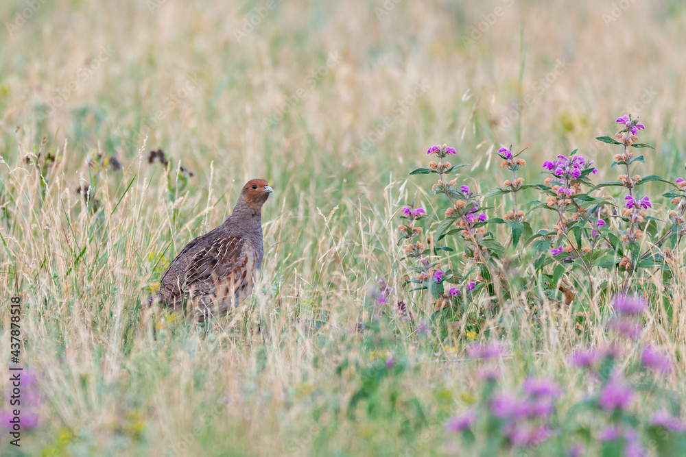 Grey partridge, Perdix perdix, single bird on grass