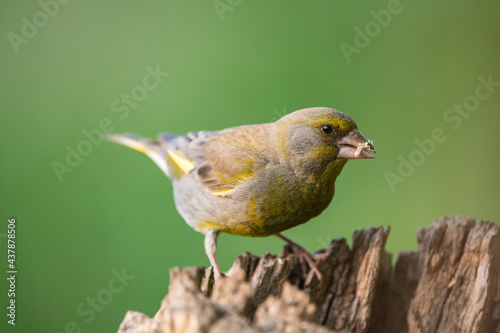 European greenfinch Chloris chloride is a small songbird