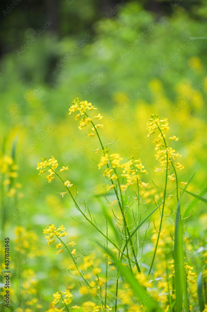 Obraz premium Kwiaty