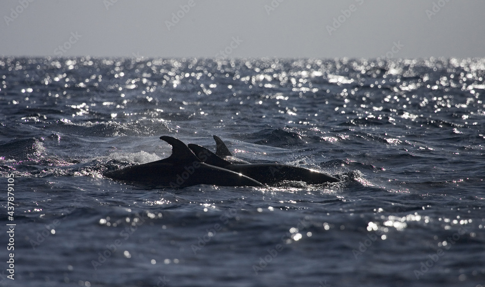 Naklejka premium Common Bottlenose Dolphin, Tuimelaar, Tursiops truncatus