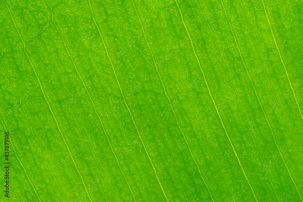 Organic green leaf texture close-up. Background. Selective focus at the top of the frame Organic green leaf texture close-up. Background. Selective focus at the top of the frame