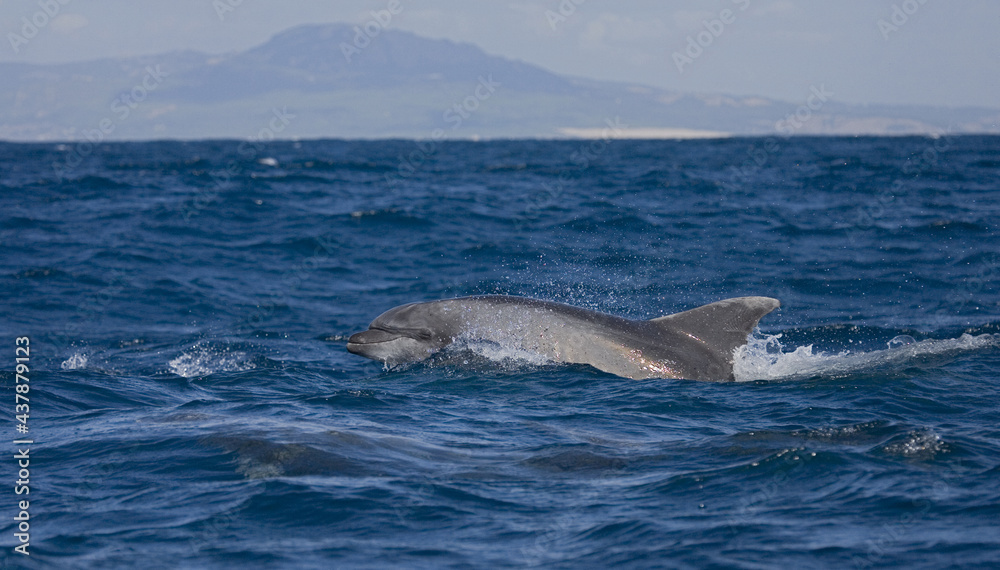 Fototapeta premium Common Bottlenose Dolphin, Tuimelaar, Tursiops truncatus
