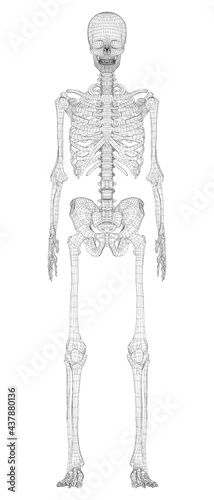 Human skeleton. Vector