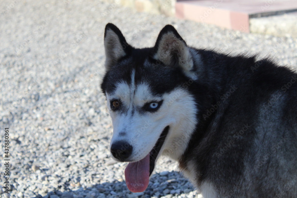 Siberian husky dog