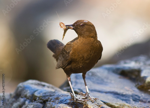 Zwarte Waterspreeuw, Brown Dipper, Cinclus pallasii photo