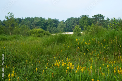 Brunssummerheide, Netherlands