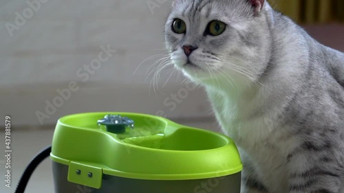 Cute Scottish Cat Drinking Water From Fountain
