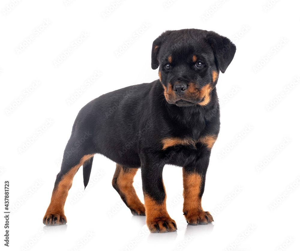 puppy rottweiler in studio