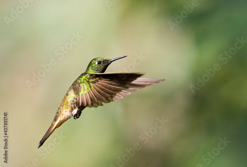 Bruinstaarthoornkolibrie, Buff-tailed Coronet, Boissonneaua flavescens photo