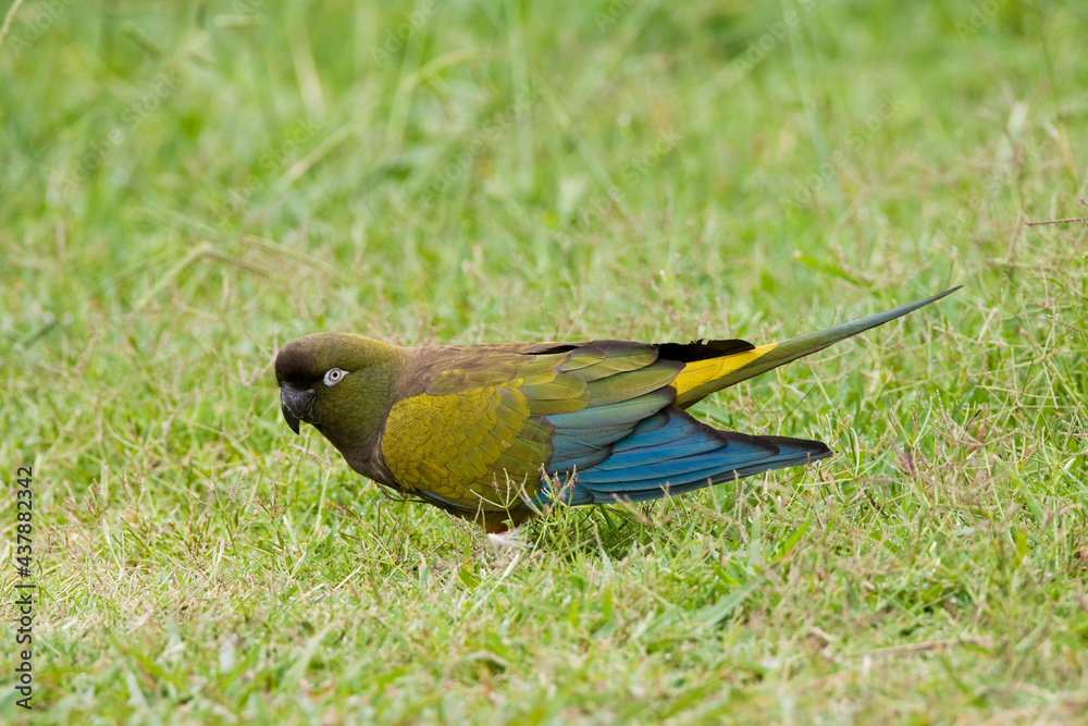 Holenparkiet, Burrowing Parrot, Cyanoliseus patagonus