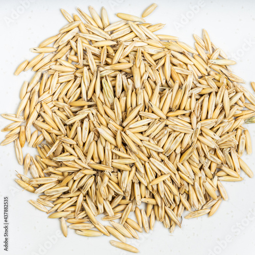 pile of unhulled common oat grains closeup on gray