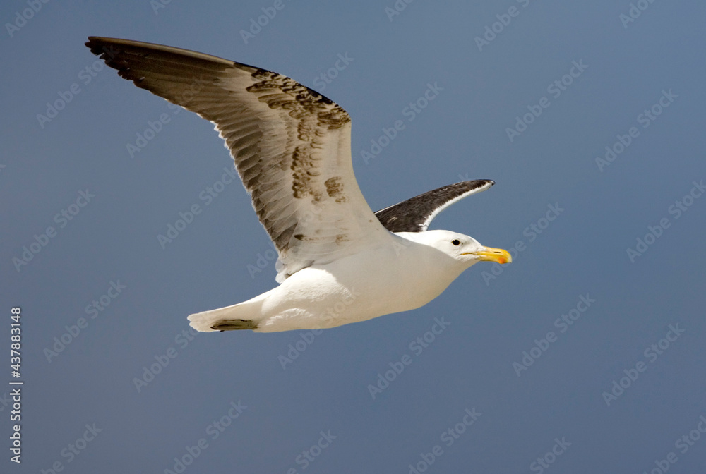 Obraz premium Kelpmeeuw, Cape Gull, Larus dominicanus