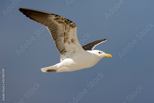 Kelpmeeuw, Cape Gull, Larus dominicanus photo