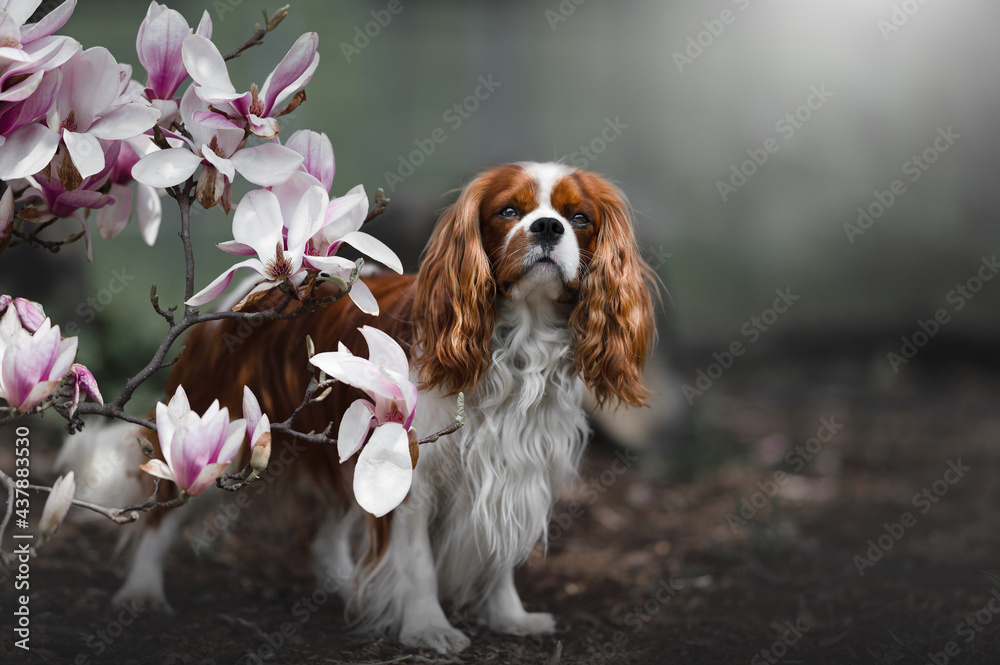 Cavalier Cavalier