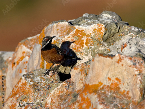 Obraz na płótnie Kaapse Rotsspringer, Cape Rock-jumper, Chaetops frenatus w salonie