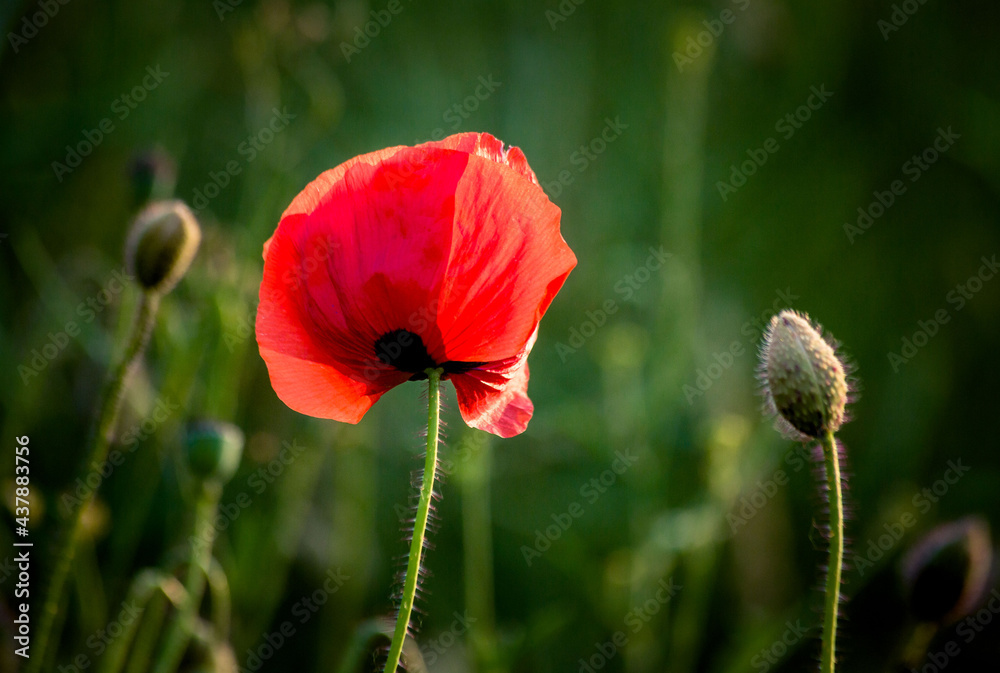 Obraz premium Mohnblume