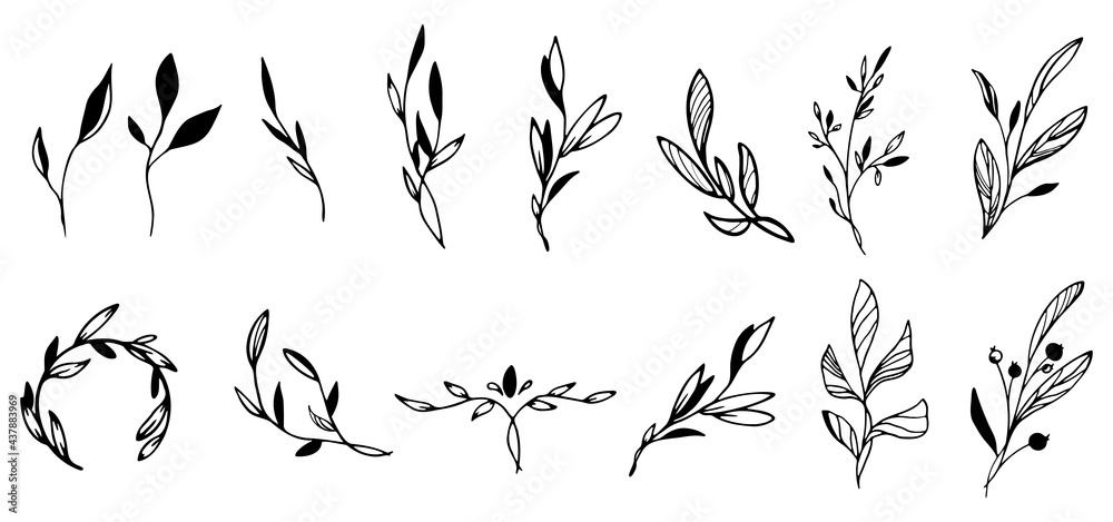 Fototapeta Beautiful linear plants with long, rounded, pointed, oval leaves. A great option for a logo. Object isolated from background.Vector graphics