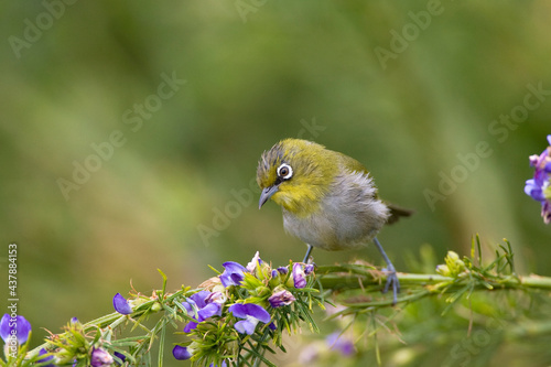 Kaapse Brilvogel, Cape White-eye, Zosterops pallidus photo