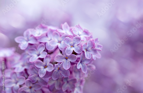 Fotografia, Obraz Branch with spring lilac flowers in garden.