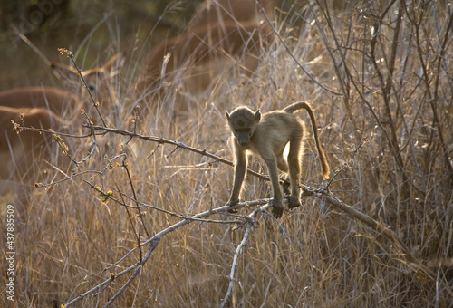 Beerbaviaan, Chacma Baboon, Papio ursinus photo