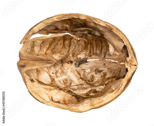top view of empty walnut shell isolated